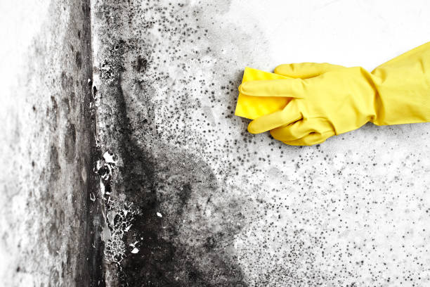 Best Environmental Consulting for Mold Prevention  in Flower Mound, TX